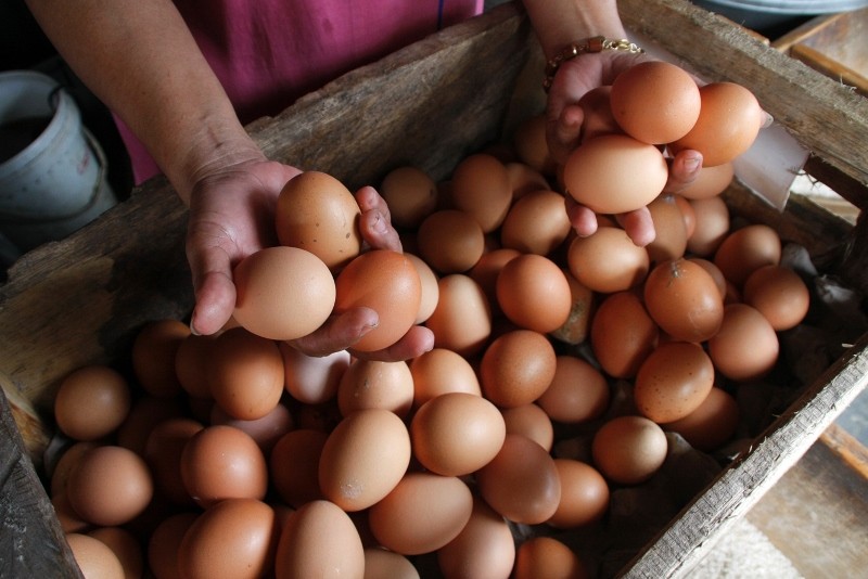 Ini Strategi Kementan Jaga Stabilisasi Harga Telur Ayam Ras