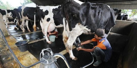 Kementan Komit Kembangkan Produksi Susu Segar Dalam Negeri