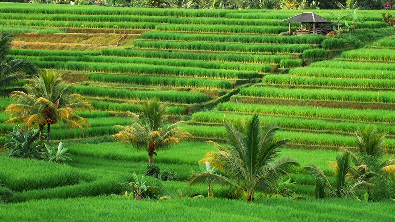 Jenuh Bekerja, Tempat Wisata di Bali Ini Cocok Buat Anda Leha-leha
