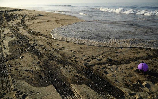 Tumpahan Minyak di California Sebabkan Ikan-ikan Mati dan Laut Tercemar