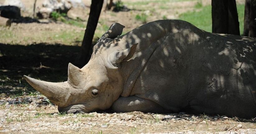 Toby, Badak Putih Tertua Mati di Kebun Binatang Italia