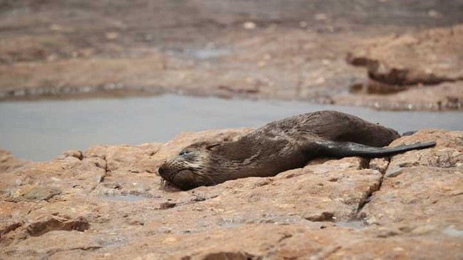 Ratusan Anjing Laut Mati Mendadak di Afrika Selatan, Apa Penyebabnya?