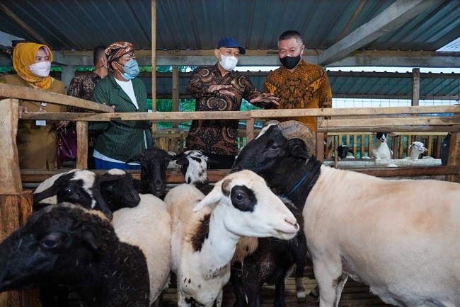 Punya Pasar Tetap, Peternak Domba dan Kambing Didorong Bentuk Korporasi