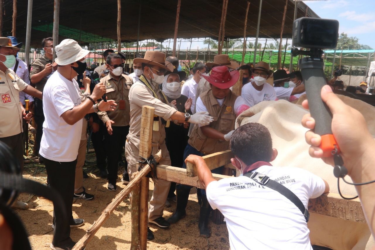 Mentan SYL Panen Pedet dan Luncurkan Program Kelahiran 100.000 Ekor Belgian Blue