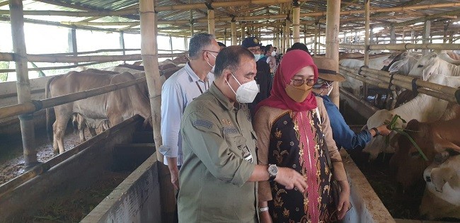 Kementan Ajak Peternak Kembangkan Korporasi untuk Tingkatkan Produksi