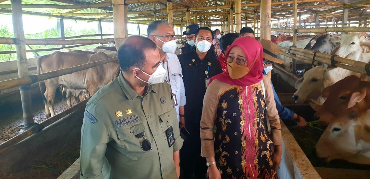 Tingkatkan Produksi, Kementan Ajak Peternak