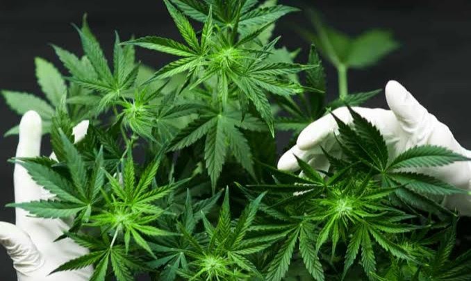Warga Thailand Dibolehkan Tanam Ganja di Rumah