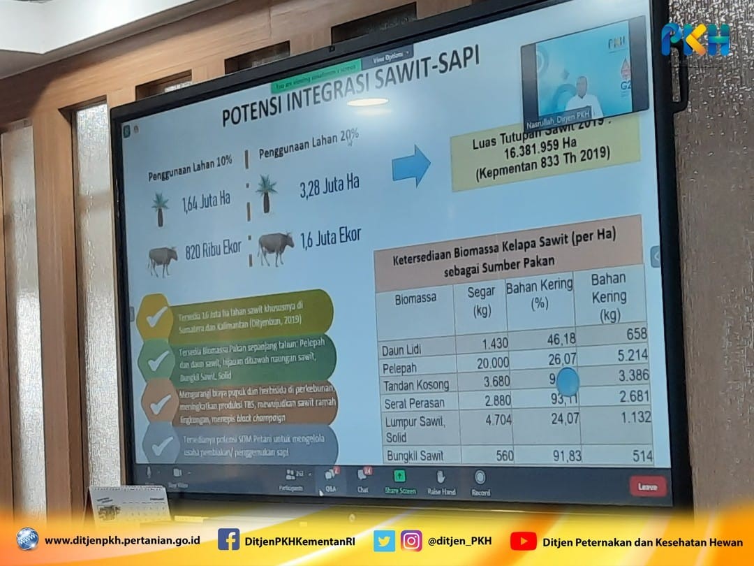 Genjot Produksi Daging Sapi, Kementan Gencarkan Integrasi Sapi-Sawit