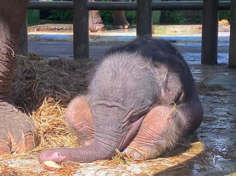 Bamsoet Apresiasi Kelahiran Bayi Gajah Sumatera Pertama di Bali Zoo