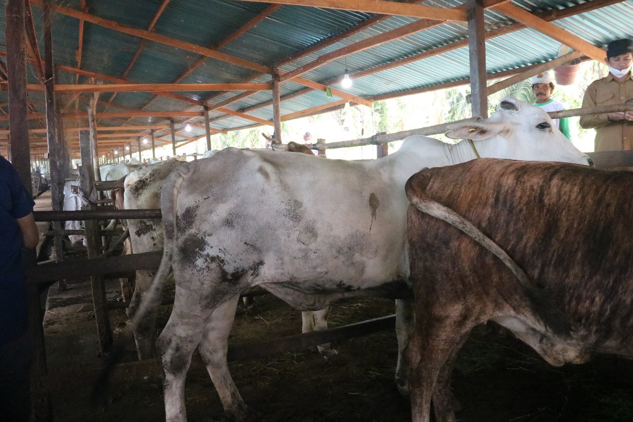 Kementan Optimis Desa Korporasi Sapi Mampu Tingkatkan Populasi dan Produksi Dalam Negeri