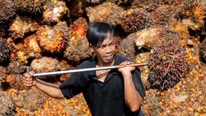 Pemerintah Harus Tolong Petani Sawit Rakyat, Harga Migor Juga Masih Mahal