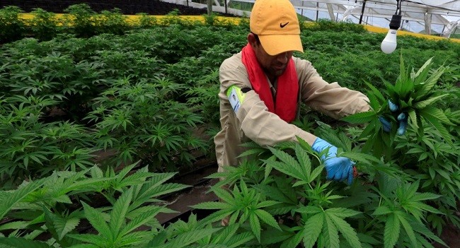 Laporan PBB: Konsumsi Ganja Naik Akibat Legalisasi dan Pembatasan Selama Covid-19
