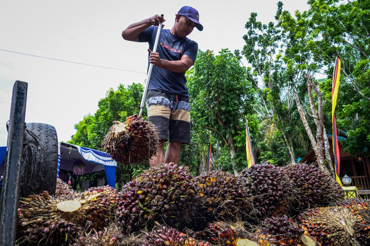 Dicurhati Petani, Teten Siap Dukung Pembangunan Pabrik Olahan Kelapa Sawit