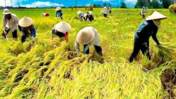 Pembatasan Pupuk Subsidi, Pengamat: Bentuk Perhatian Pemerintah ke Petani Kecil