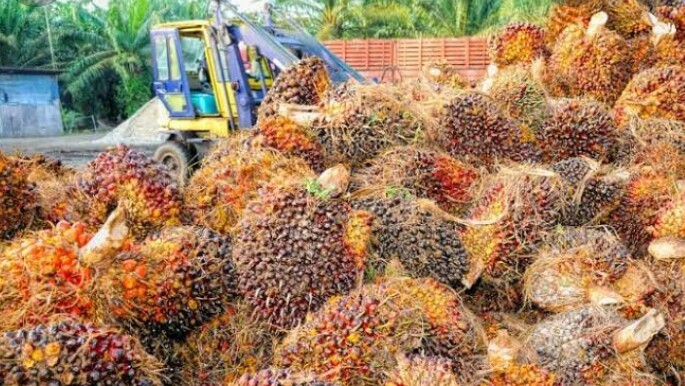 APPKSI: Bea Keluar CPO Masih Bebani Petani Sawit