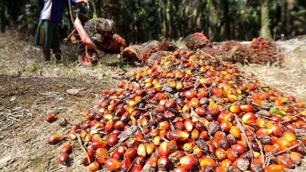 Tingkatkan Harga TBS di Petani, APPKSI Minta Jokowi Bebaskan Pungutan Ekspor CPO