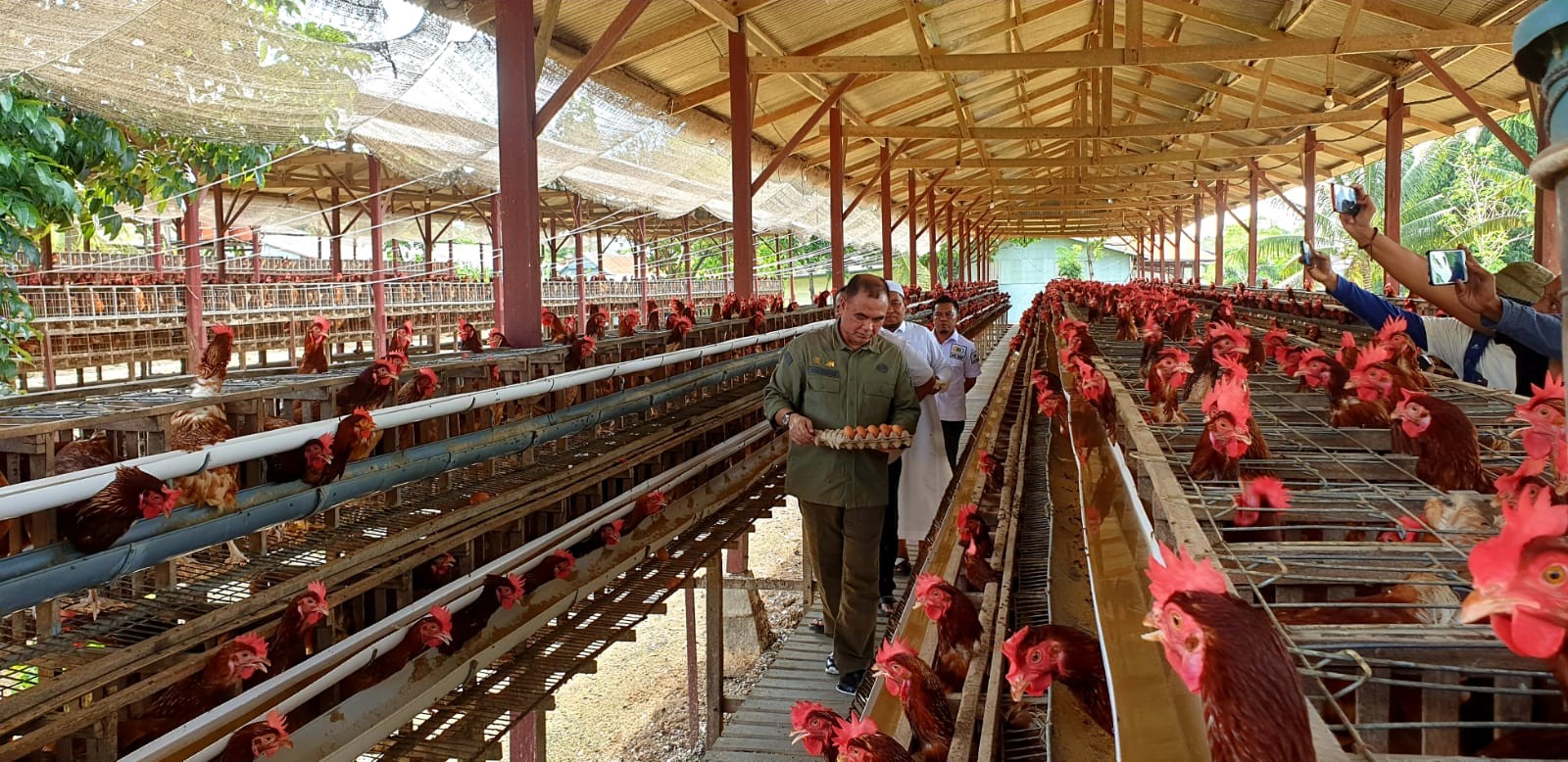 Kementan Jamin Ketersediaan Telur Ayam di Wilayah Indonesia Timur Aman