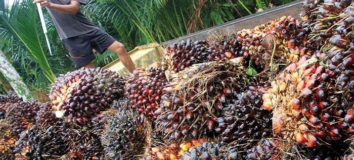 Harga Referensi CPO Naik, Bea Keluar CPO USD52/MT,dan Pungutan EksporCPO USD 90/MT