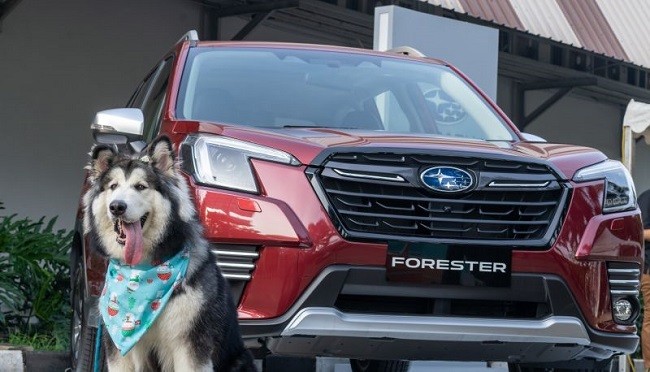 Subaru Hadir di Pet Kingdom PawJog 2022