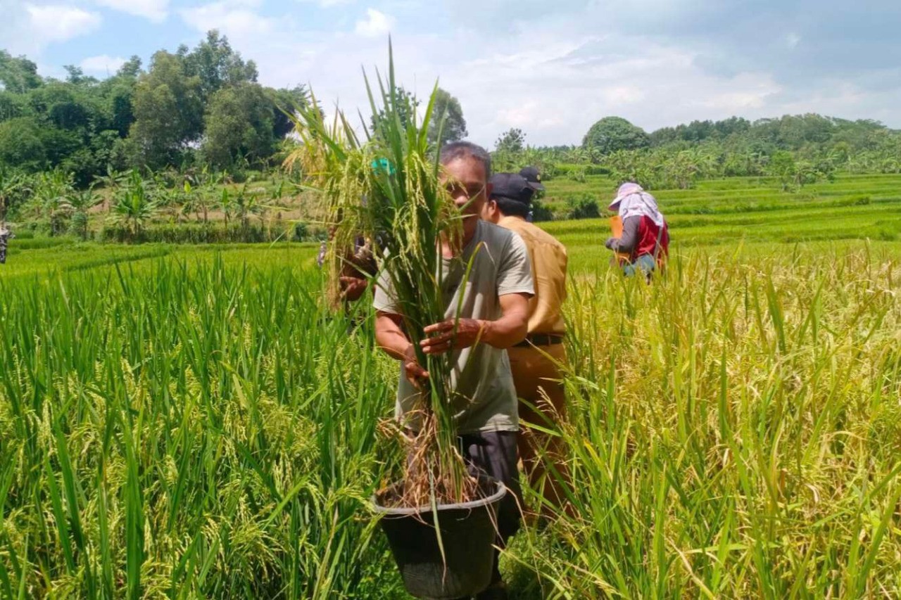 Padi Merah Cibadak Diharapkan Bisa Tingkatkan Ekonomi Petani