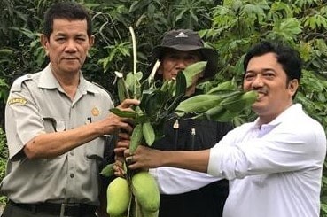 Dalban Daram, Resmi Jadi Buah Mangga Khas Kabupaten Bekasi