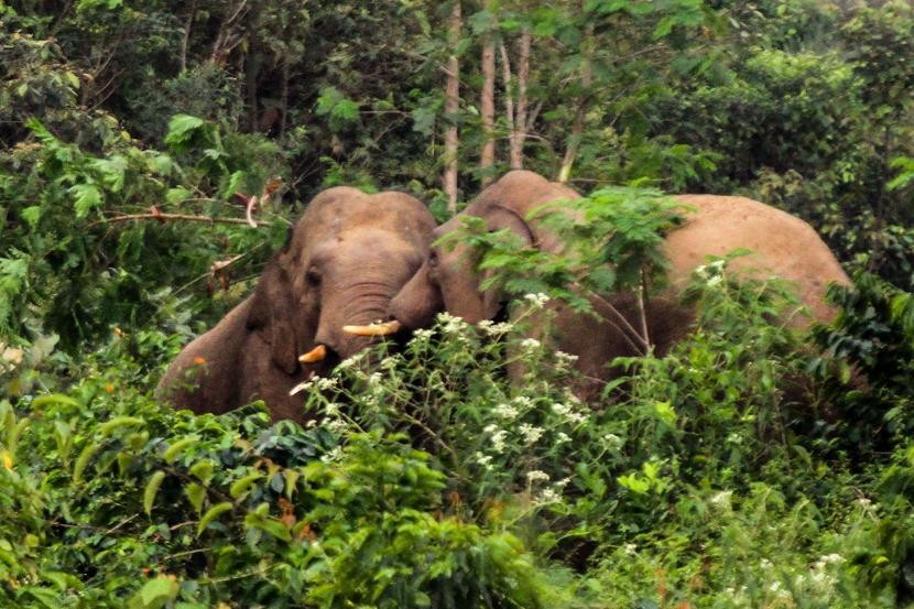 Usai Obrak-abrik Padi, Gajah Liar Mulai Masuk Pemukiman Warga di Aceh 