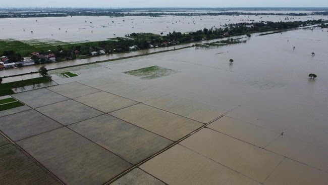 Petani Dapat Bantuan Bibit dan Pupuk Gratis dari Pemerintah
