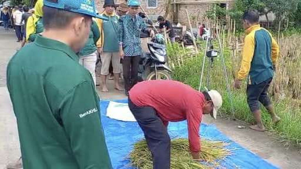 Masuki Panen Raya, Dinas Pertanian Bekasi Jamin Ketersediaan Beras