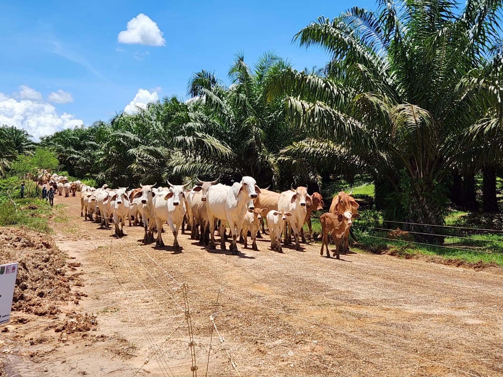Wujudkan Susu dan Daging Berdaulat, Mentan Launching Integrasi Sapi- Sawit