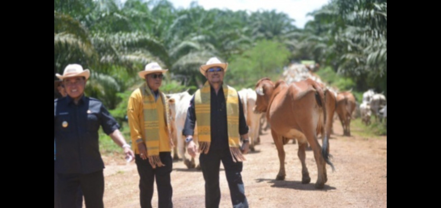 Tekad Kuat Wujudkan Swasembada Susu dan Daging, Mentan SYL Launching Integrasi Sapi-Sawit