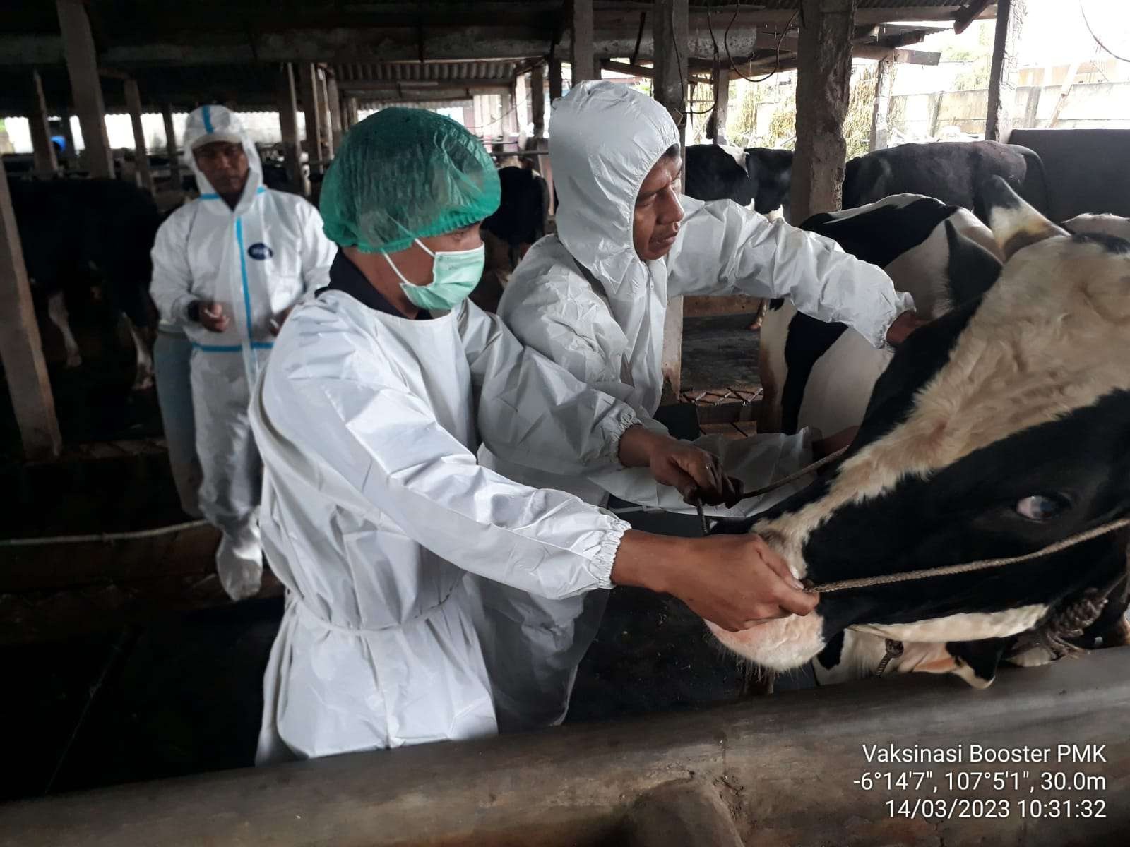 Cegah Penyakit Mulut dan Kuku, 9 Ribu Ekor Ternak Ditargetkan Divaksin