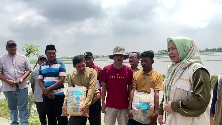 Sebanyak 262,250 Kg Benih Padi Disalurkan ke Petani Terdampak Banjir Bekasi