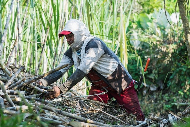LPDB-KUMKM Buka Akses Pasar Petani Tebu dengan BUMN Pangan