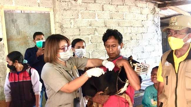 Tekan Penyebaran Virus, Kementan Vaksin Massal Rabies di Timor Tengah Selatan