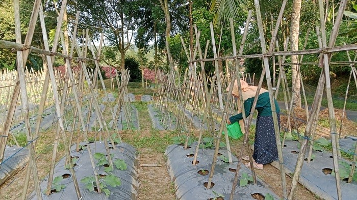Dukung Ketahanan Pangan Nasional, Kelompok Wanita Tani Kiara Rahayu Patut Mendapat Perhatian