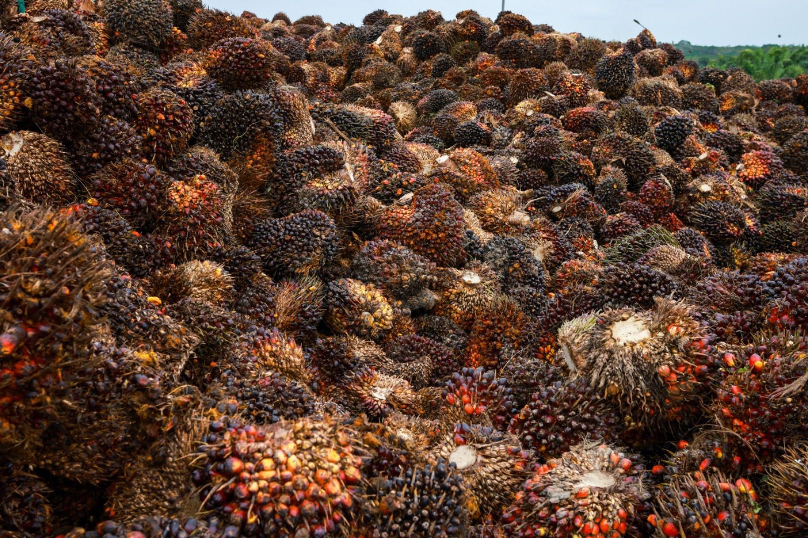 Kemenkop-RSPO Jalin Kerja Sama Kurangi Dampak Negatif Industri Kelapa Sawit