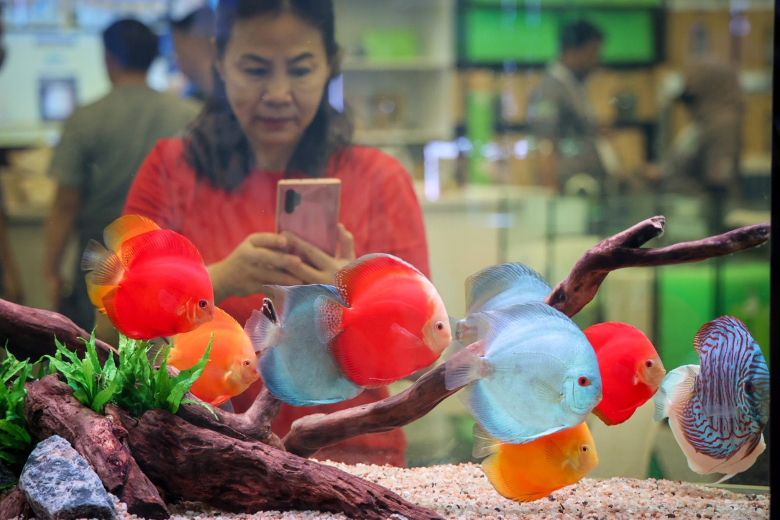 Indonesia Diyakini Bisa Jadi Pusat Ikan Hias Tropik Dunia