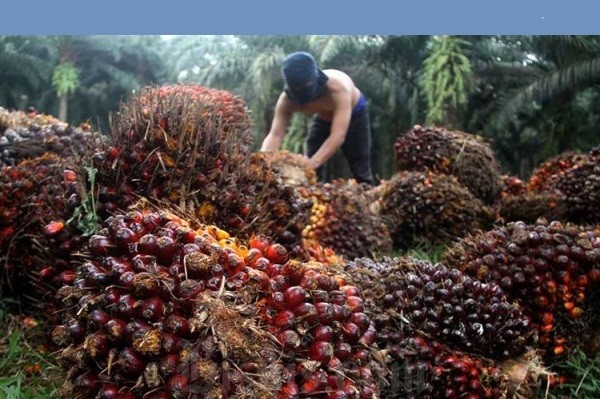 Harga Minyak Sawit di Jambi Turun Tipis Rp17 Per Kilogram