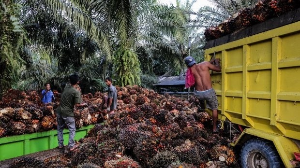 Satgas Sawit Bakal Tindak Perusahan yang 'Bandel' Lapor Data