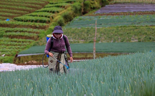 Kemenkop Turut Perkuat Digitalisasi dan Hilirisasi Koperasi Pertanian di ASEAN