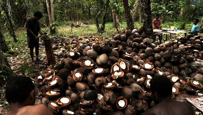 Salah Satu Komoditas Unggulan Indonesia, Produk Turunan Kelapa Harus Terus Dikembangkan