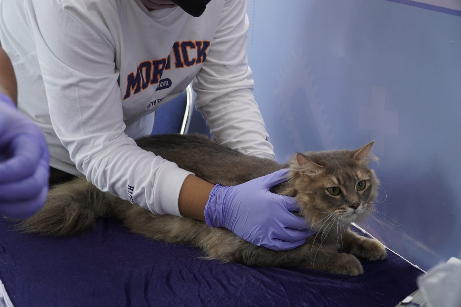 Menuju Indonesia Bebas Rabies 2030, Kementan Gelar Vaksinasi Serentak