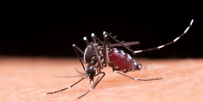 Dinkes DKI Pastikan Nyamuk Wolbachia Aman untuk Manusia