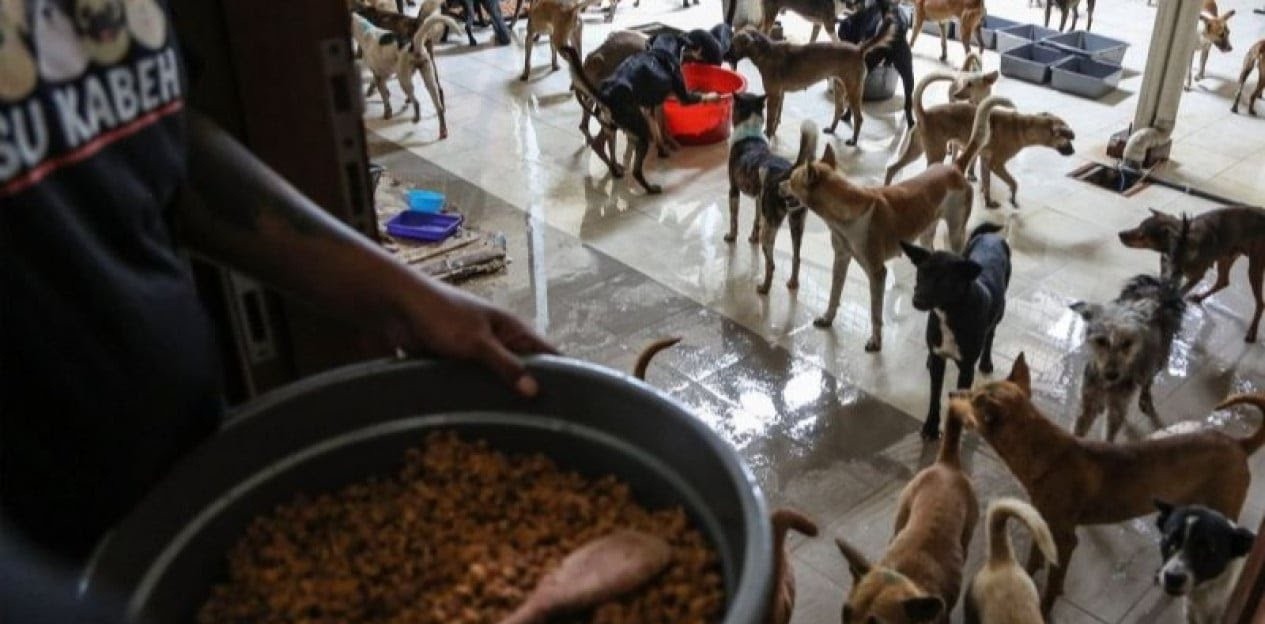 Anjing Selundupan yang Mati Terus Bertambah, Kini Jadi 20 Ekor