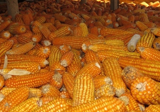 Mendag Sebut Harga Jagung Pakan Ternak Mulai Turun