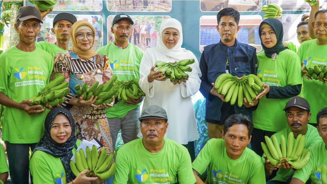Panen 2 Ton Pisang bersama Petani Lumajang, Khofifah Dorong Ekstensifikasi Lahan untuk Kebutuhan Ekspor