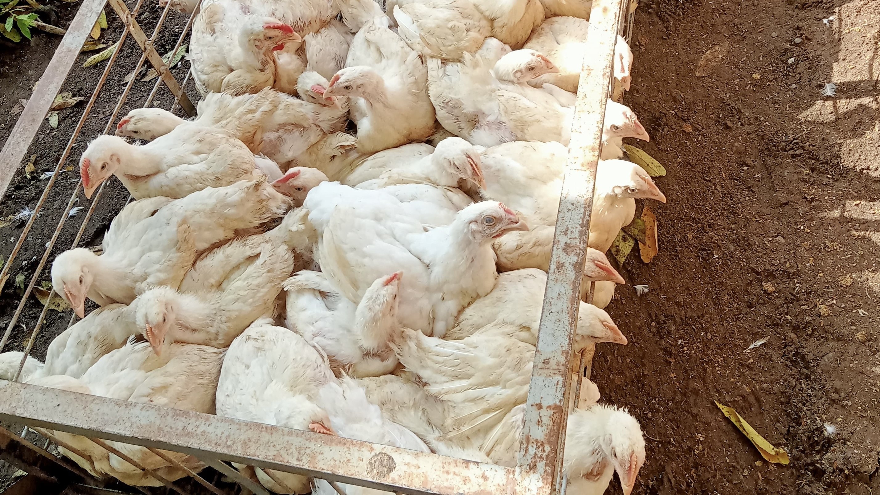 Harga Daging Ayam Masih Naik Melejit?