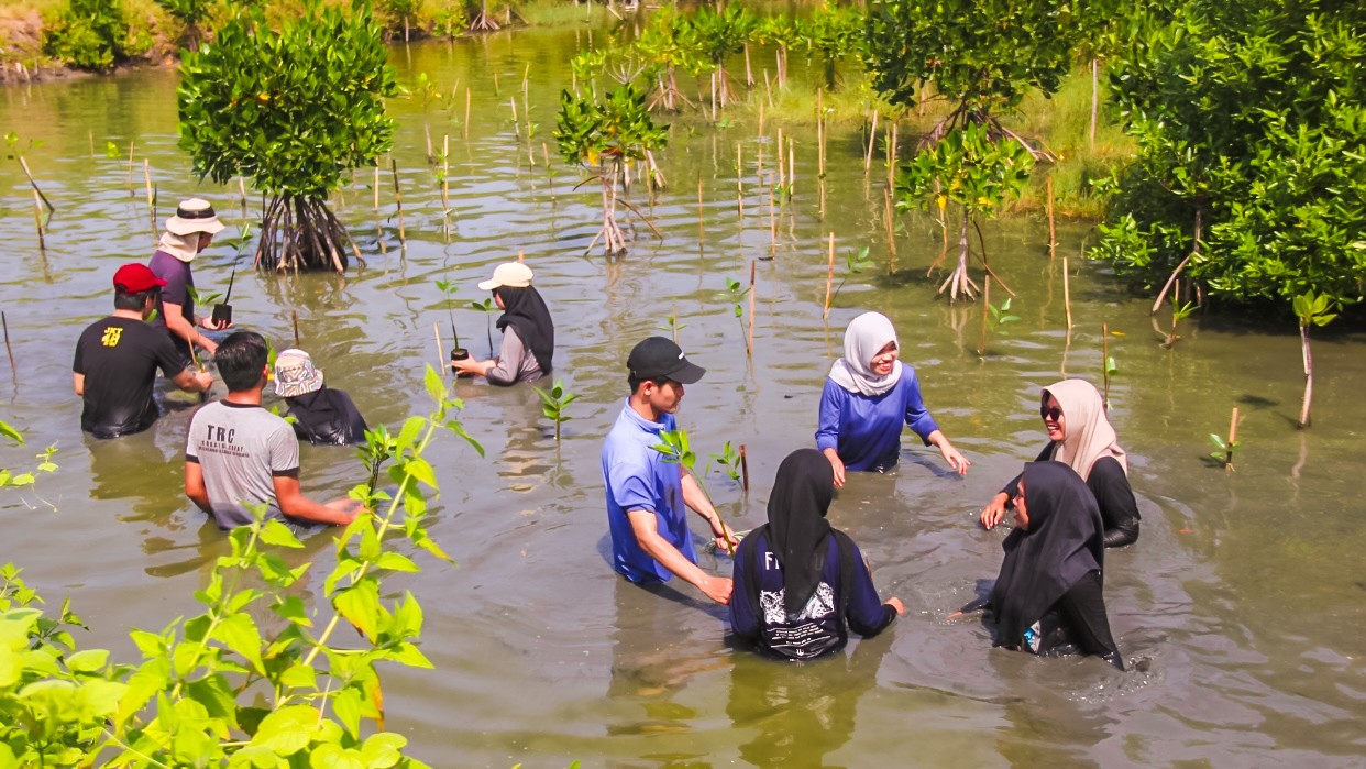 Sayang Bumi, Acer Indonesia Tanam Ribuan Mangrove di Konservasi Wonorejo, Surabaya