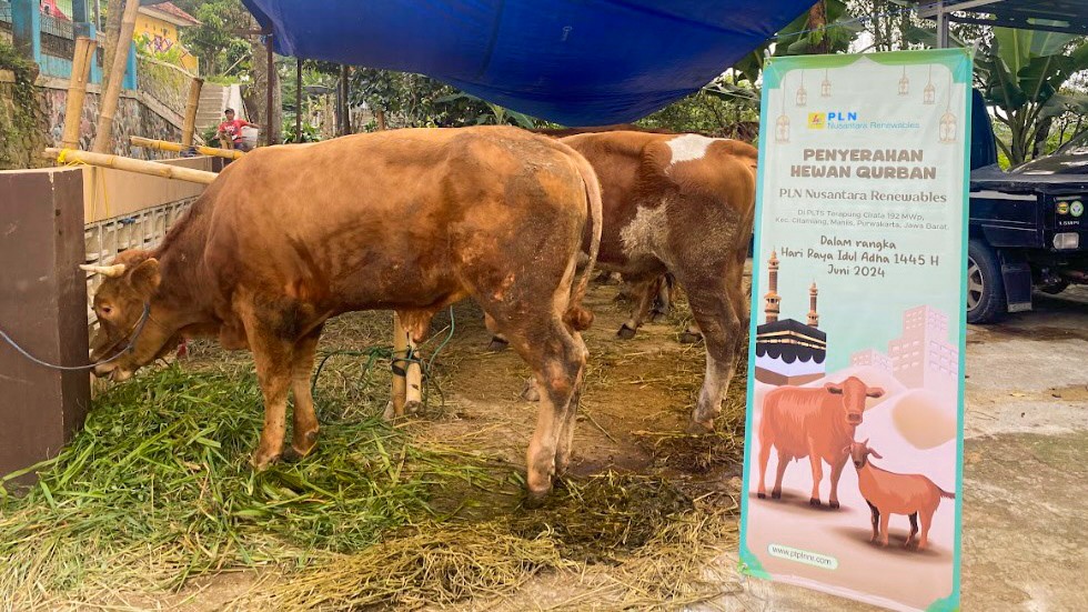 PLN NP Qurban 158 Ekor Sapi, 258 Ekor Kambing dan 59 Ekor Domba, Salurkan 38 Ribu Paket
