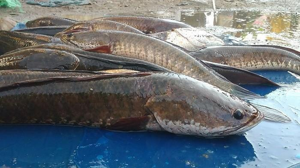 Kereen...Mahasiswa UGM Kembangkan Obat Kanker dari Ikan Gabus